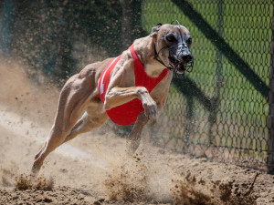 All rights reserved.Email info@hunde-fotokunst.de fordetails.