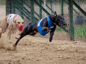 All rights reserved.Email info@hunde-fotokunst.de fordetails.