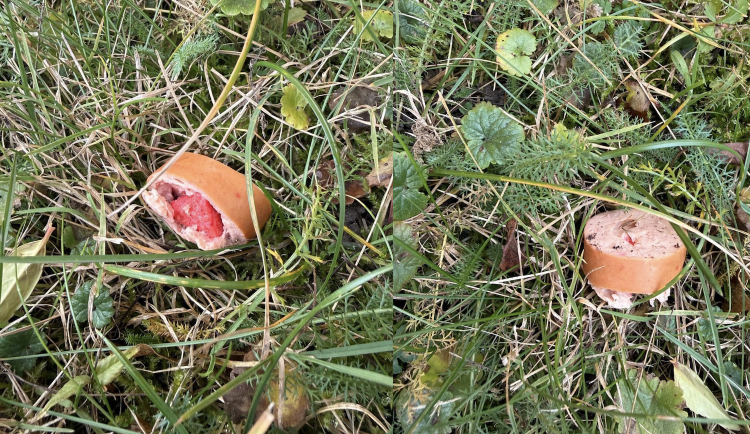 Dávejte při venčení pozor, varuje policie. Ve městě se znovu objevily otrávené kusy salámu