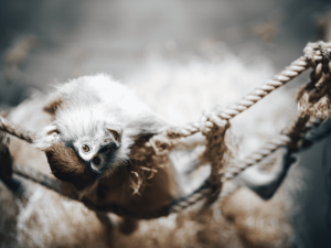 Zážitky pod stromeček - jižní Čechy nabízí originální dárky pro celou rodinu