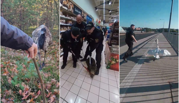 V hlavní roli zvířátka: Divočák vyrazil na nákupy, zatoulaný emu koukal na houbaře