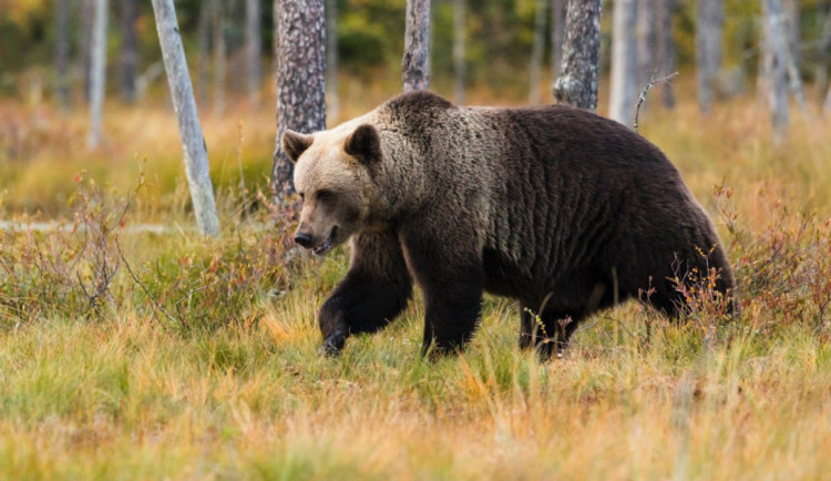 Medvěd na Šumavě je pro místní nepřípustný. Rysy a vlci jsou na tom o poznání lépe