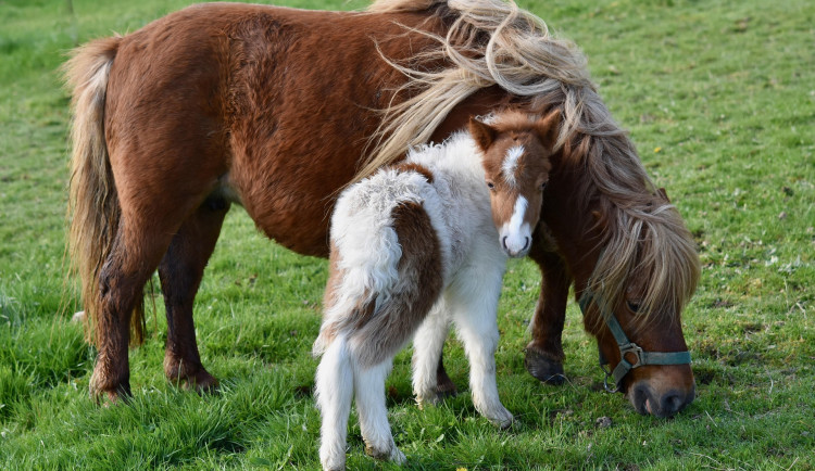 Poníci vyrazili na výlet po Břeclavi. Noční toulky zakončili před kostelem v Poštorné