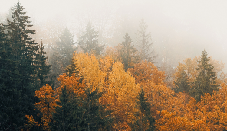 O víkendu nás čekají mrznoucí mlhy. Sněžit bude jen výjimečně