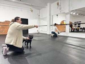 Handling pomáhá psům zvládat výstavní prostředí i práci s rozhodčími