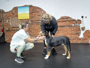 Handling pomáhá psům zvládat výstavní prostředí i práci s rozhodčími