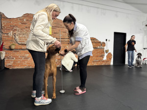 Handling pomáhá psům zvládat výstavní prostředí i práci s rozhodčími