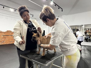 Handling pomáhá psům zvládat výstavní prostředí i práci s rozhodčími