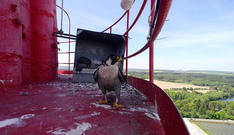 Sokolí populace z Budějovic se usadila na Táborsku