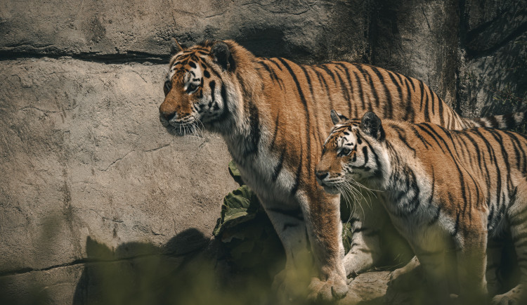 Pololetní a jarní prázdniny v Zoo Hluboká. Děti mají vstup zdarma