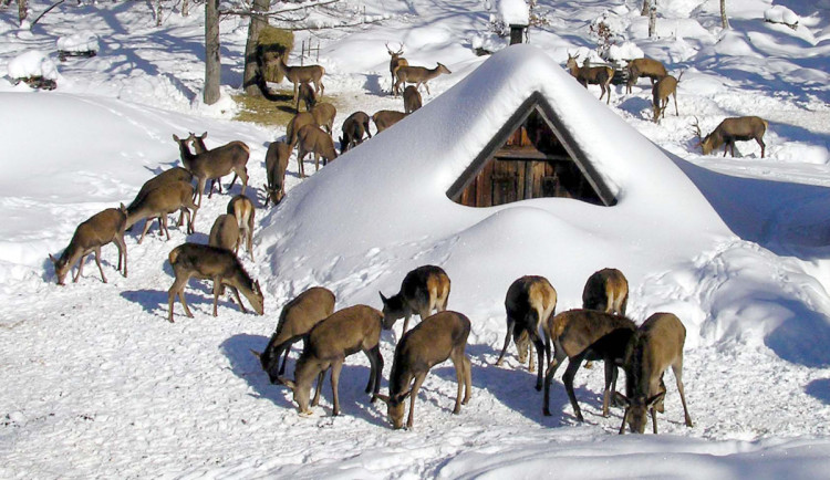 Přezimovací obůrky pro jeleny a laně jsou i v Jizerkách, předcházejí škodám na mladých stromcích