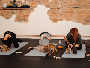 Puppy jóga spojuje relaxaci lidí se zdravou socializací štěňat
