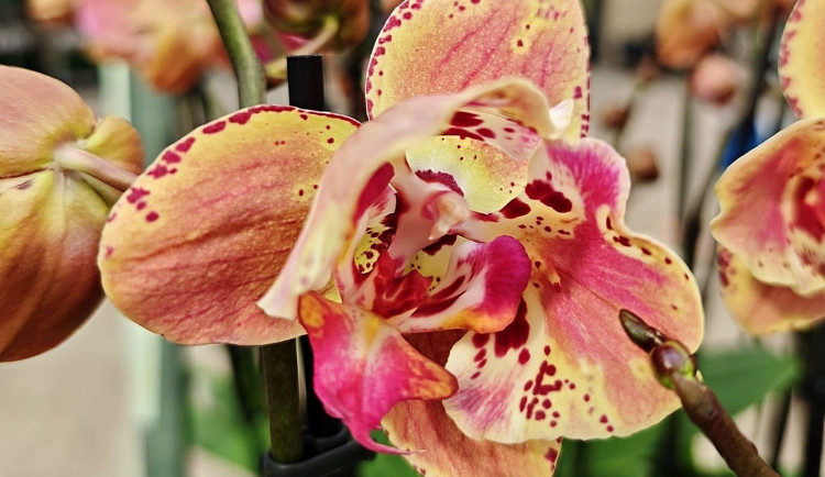 Stovky orchidejí a dalších exotických rostlin zaplnily Jihočeské muzeum