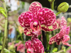 Stovky orchidejí a dalších exotických rostlin zaplnily Jihočeské muzeum