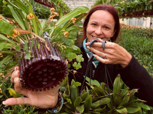 Stovky orchidejí a dalších exotických rostlin zaplnily Jihočeské muzeum