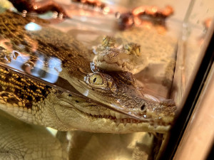 Stovky orchidejí a dalších exotických rostlin zaplnily Jihočeské muzeum