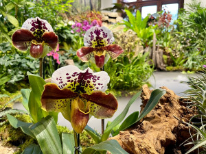 Stovky orchidejí a dalších exotických rostlin zaplnily Jihočeské muzeum