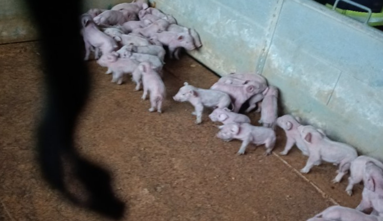 Hasiči zasahují u požáru prasečáku ve Chvalovicích, část zvířat se podařilo evakuovat