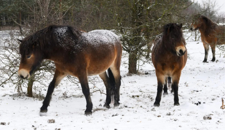 Divocí koně míří na Šumavu. Nová rezervace u Blanice má oživit vzácnou přírodu