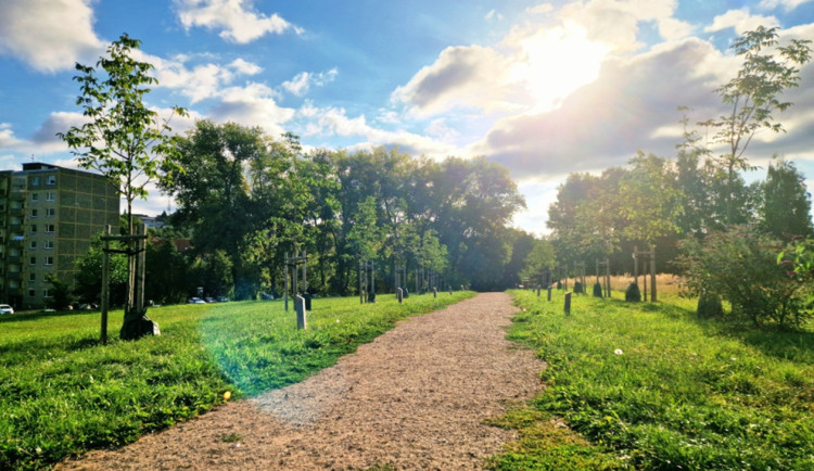 V Karlovarském kraji má titul Alej roku Studentská alej a Stromokruh v Sokolově