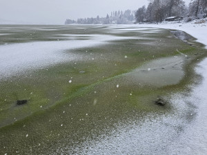 Zelený led na Lipně byl vidět i z vesmíru. Unikátní úkaz potvrdily satelity Copernicus