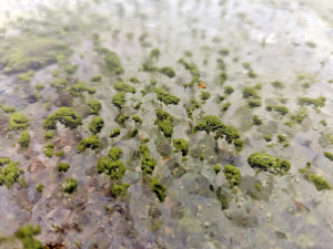 Zelený led na Lipně byl vidět i z vesmíru. Unikátní úkaz potvrdily satelity Copernicus