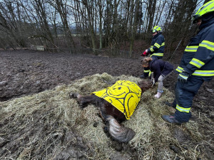 Hasiči v Noskově zachraňovali koně. Na pomoc vyrazil i jeřáb