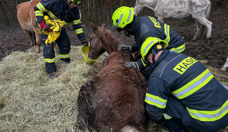 Hasiči v Noskově zachraňovali koně. Na pomoc vyrazil i jeřáb
