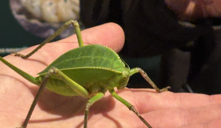 FOTO: Gigantická kobylka i šváb, který syčí. V Brně vystavují bizarní hmyz