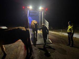 Jednu kobylu už zachránit nešlo. Chovatelky líčí kruté podmínky v zanedbaném chovu v Noskově