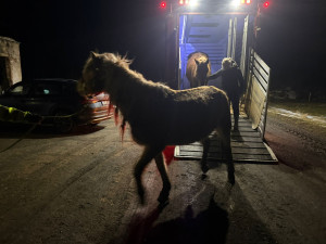 Jednu kobylu už zachránit nešlo. Chovatelky líčí kruté podmínky v zanedbaném chovu v Noskově