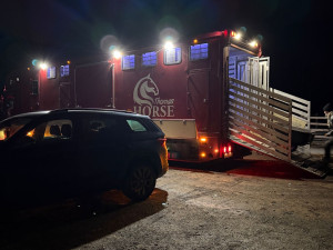 Jednu kobylu už zachránit nešlo. Chovatelky líčí kruté podmínky v zanedbaném chovu v Noskově