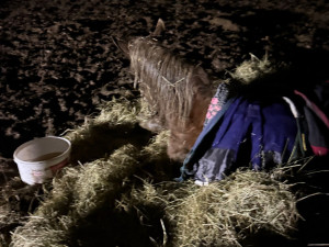 Jednu kobylu už zachránit nešlo. Chovatelky líčí kruté podmínky v zanedbaném chovu v Noskově