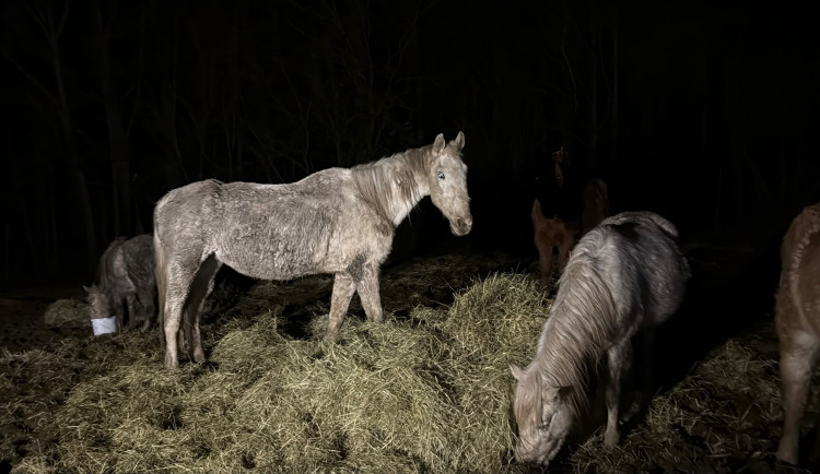 Jednu kobylu už zachránit nešlo. Chovatelky líčí kruté podmínky v zanedbaném chovu v Noskově