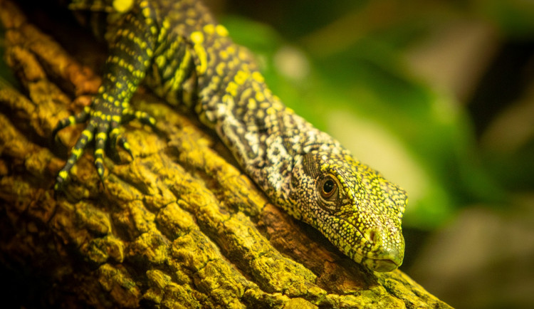 Unikátní odchov v ostravské zoo, pečují o dvě mláďata nejdelších varanů světa