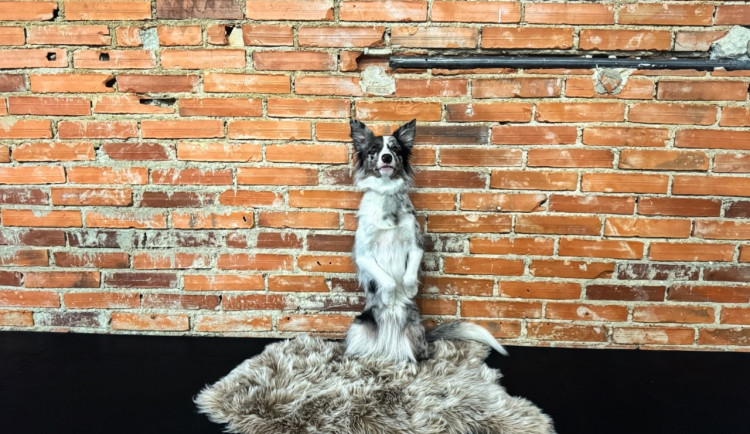 Dog dancing spojuje triky, pohyb a souhru psa s majitelem v rytmu hudby