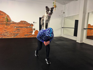 Dog dancing spojuje triky, pohyb a souhru psa s majitelem v rytmu hudby
