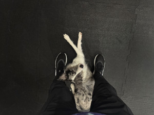 Dog dancing spojuje triky, pohyb a souhru psa s majitelem v rytmu hudby