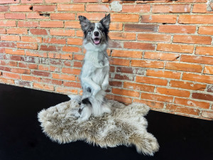 Dog dancing spojuje triky, pohyb a souhru psa s majitelem v rytmu hudby