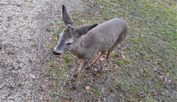 Srnčí opojení ve Strakonicích? Neobvykle krotkého srnce řešili strážníci