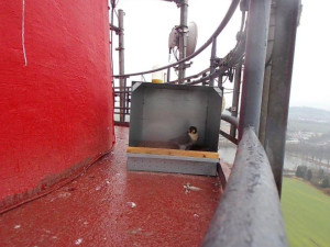 Sokoli v Písku dostali nový domov, zabydleli se už druhý den