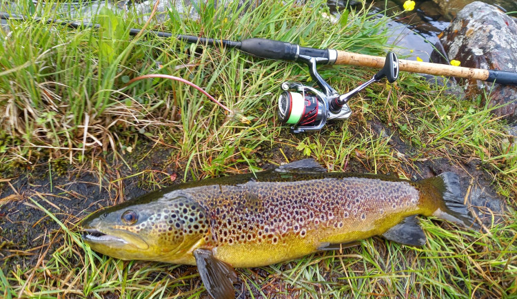 Vědci odhalili psychoaktivní léčiva v raných stadiích sladkovodních ryb