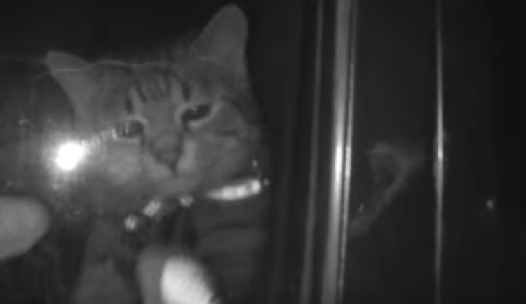 Kocour zůstal zamčený několik dní v autě. Přivázaný na provaze neměl vodu ani jídlo