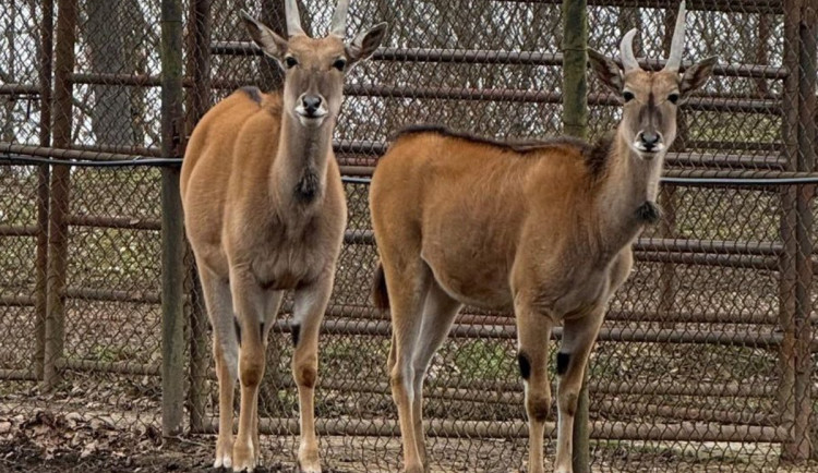 Jižní Morava zažívá antilopí boom. V Brně mají africké obryně, v Hodoníně vzácné mládě