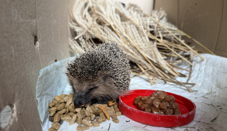 Teplé počasí probudilo první ježky. Mladý bodlináč zamířil na známé místo za jídlem
