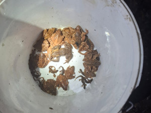 Nebezpečná cesta za láskou. Obojživelníky na Písecku chrání speciální bariéry