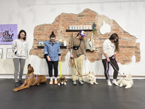 Provozní poslušnost učí psy zvládat každodenní situace doma i ve městě