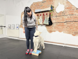 Provozní poslušnost učí psy zvládat každodenní situace doma i ve městě