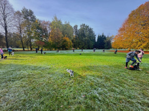 Provozní poslušnost učí psy zvládat každodenní situace doma i ve městě