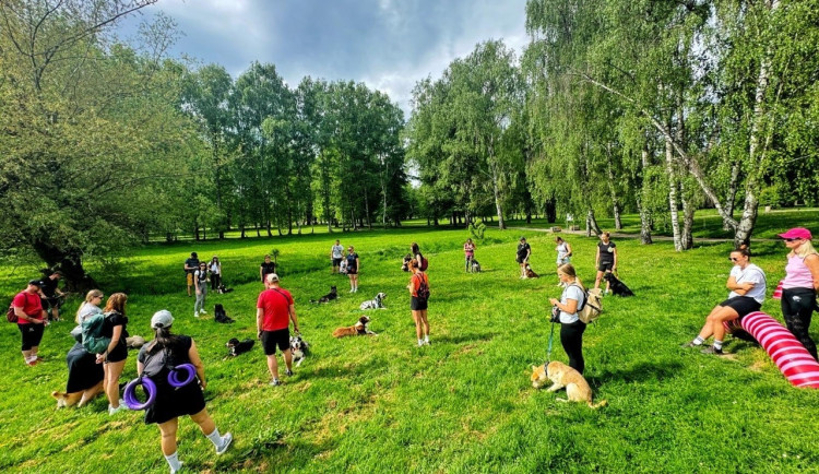 Provozní poslušnost učí psy zvládat každodenní situace doma i ve městě